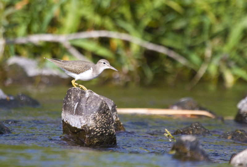 Spotted Sandpiper